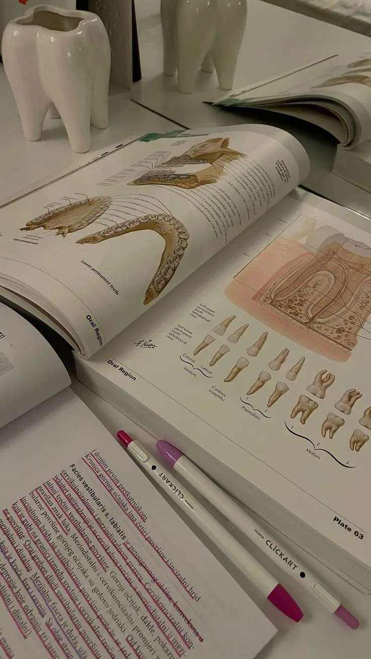 Atlas de anatomia aberto na página dos dentes, com marca-textos e dois vasos em formato de dente